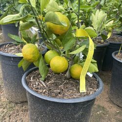 5 Gallon Size- Fruiting Age- Citrus Trees- 