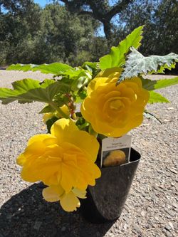 Begonia