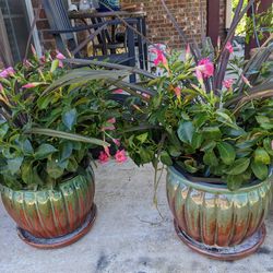 Live Flowers Plants With 12" Glazed Pots, No Cracks 