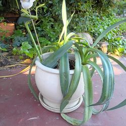 White Pot with Plant and Bamboo 