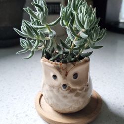 Succulents 🪴