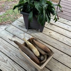 Homegrown Luffas 🌱