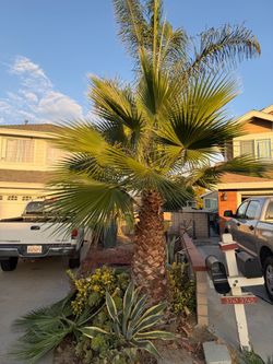 Free palm trees