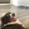 I luv my dog