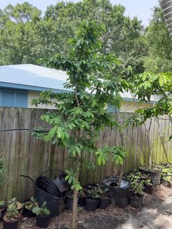 Soursop trees