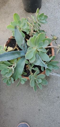 Succulent and Maguey Plant
