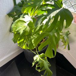 Monstera Plant 🪴 