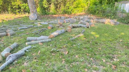 Free Firewood