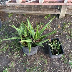 Aloe Vera Plant 