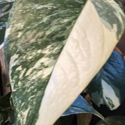 Variegated Epi albo Plant Cutting ( Pls Read Description Below)