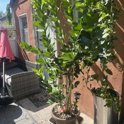 Bangladeshi Zara Lemon Phant