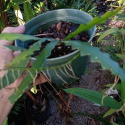 Rick Rack Cactus Rare