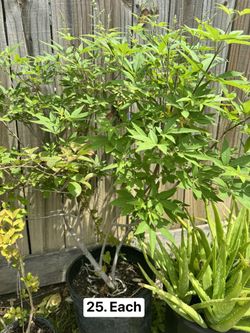 Plants