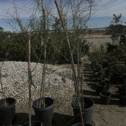 Palo Verde 