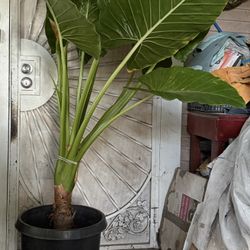 Huge Elephant Ear Plant Flower 