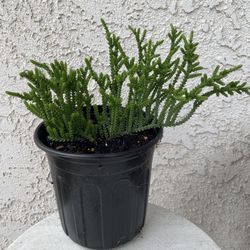 1 Gallon Pot Succulent Plant - Crassula Muscosa - Watch Chain - Rooted & Stablished Plant - Drought Resistant 🪴 