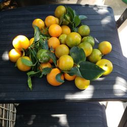 Organic Calamansi Fruits Freshly Picked Upon Order $4.00 Per Pound. Loaded With Vitamin C for Stronger Immune System.