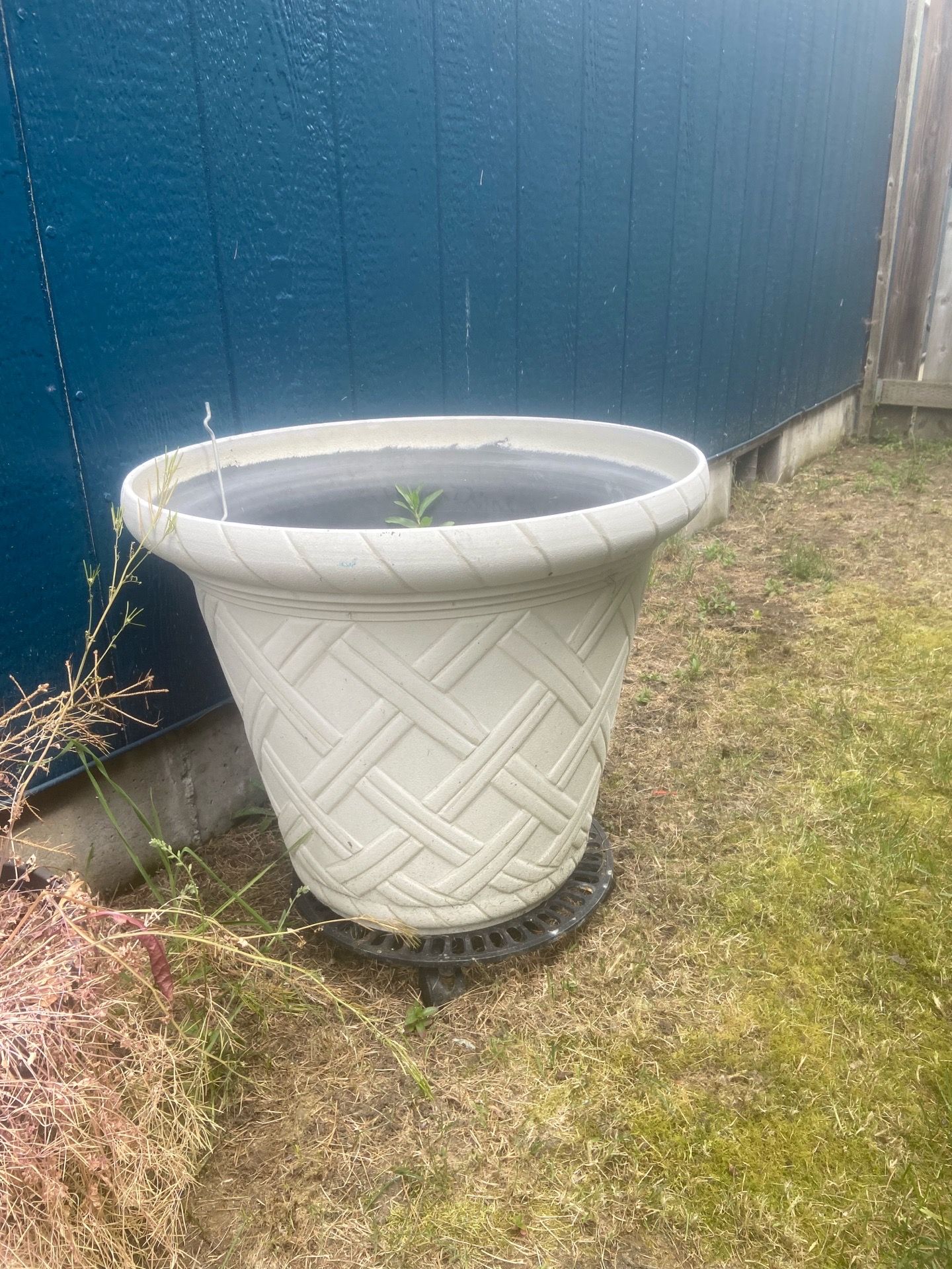 Large Plant Pot with rolling base
