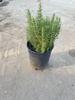 Rosemary 5 Gallon 