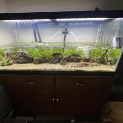 75 Gallon Fish Tank 