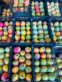 Mango Fresco