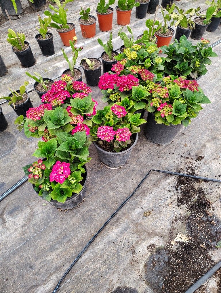 Flores