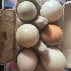 Mixed Poultry 1/2 Dozen 