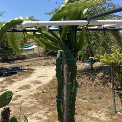 Dragon Fruit Plants 