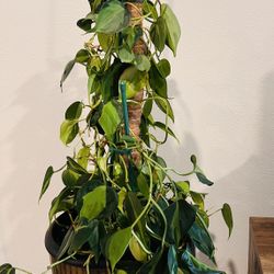 Philodendron Brasil