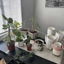 Plants And Pots $5-$10 Each
