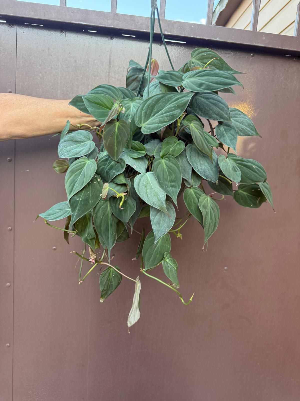 8” micans philodendron