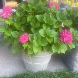 Hydrangea