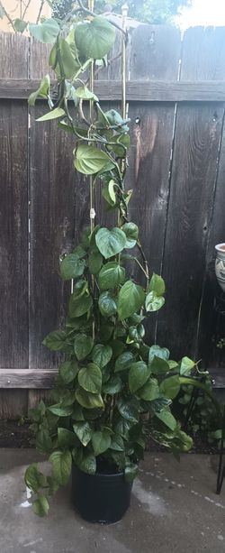 Plant