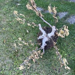 Italian Fig  Tree Just Dug Up Ready To Be Planted