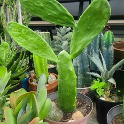 Spineless Prickly Pear Cactus - Opuntia Ficus Indica - Arbolitos De Nopales 🌵