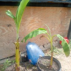 Potted Banana Plants 