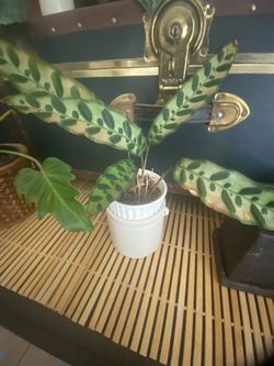 LEOPARD LEAF PLANT
