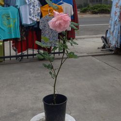Rose Plant.  Rosal.