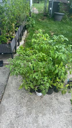 Tomato plant