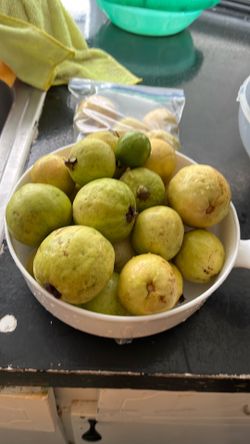 Jamaican white guavas fresh from my tree