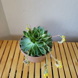 Succulent Plant ! Healthy Plant With New Soil