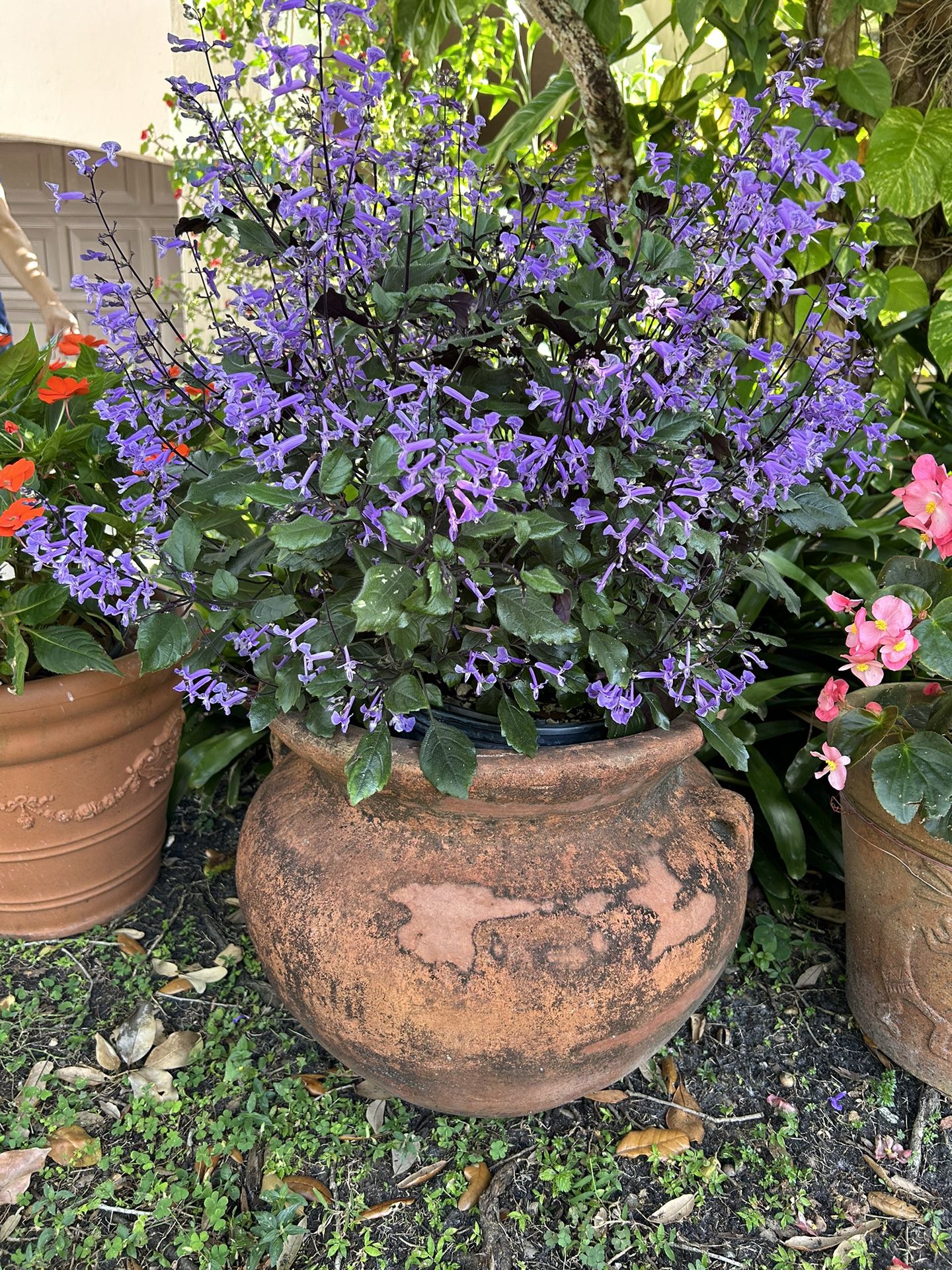 Large Pot And flower