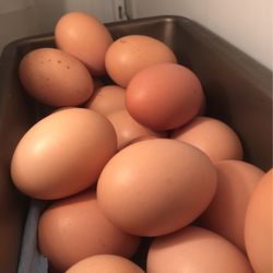 Organic Eggs