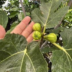 Tiger Fig Fruit Tree In 15 Gallons Pot
