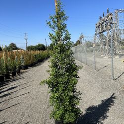 Eugenia Privacy Hedge
