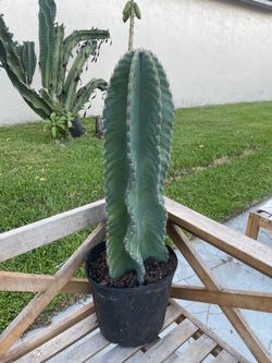 Cactus