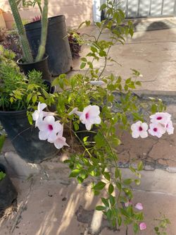 Pandorea Jasminoides plant