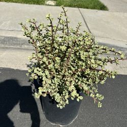 5g Portulacaria Afra