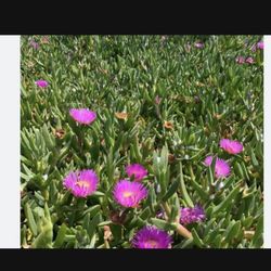 FREE  Succulent ice Plant ground Cover cuttings Pick Up In Mira Mesa