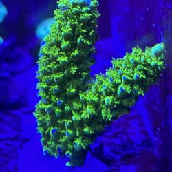 Reef Tank Sps Aquarium Decorations